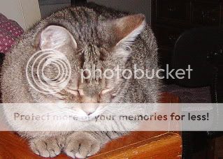 Cats10-21-07016.jpg
