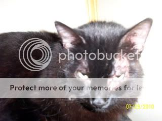 TheKitties003.jpg