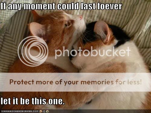 funny-pictures-cat-hug-moment-forev.jpg