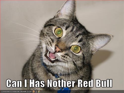red-bull-cat.jpg