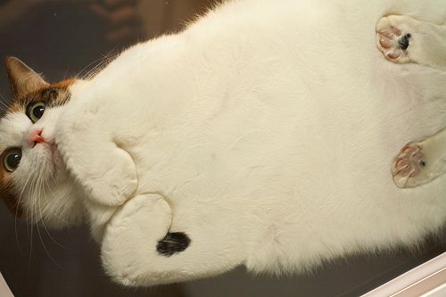 flatcat.jpg