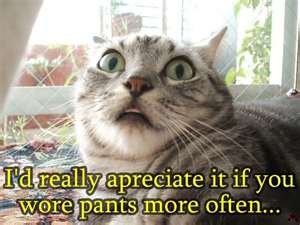 CATS++IN+PANTS.jpg