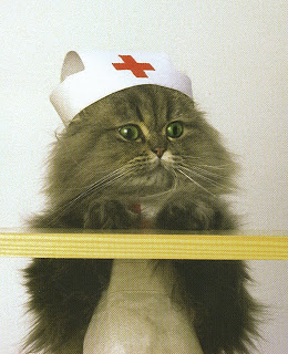 cat-nurse.jpg