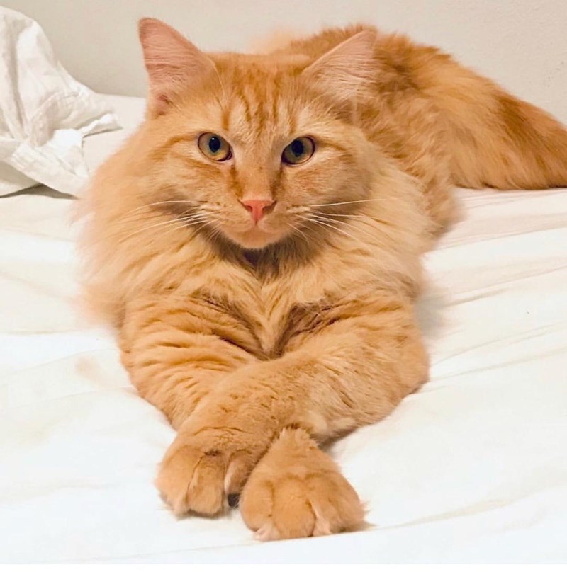 cat