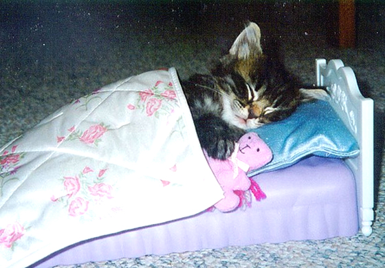 sleeping.cat.jpg