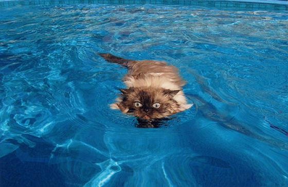 swimming_cats_are_640_25.jpg
