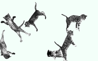 cat-bounce.png
