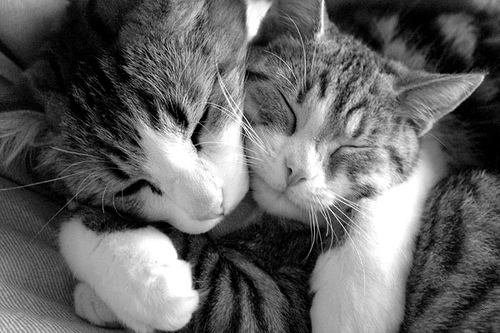 cats-hugging.jpg