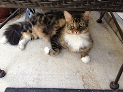 -l_iSVvmBoimcUjf7yyXCDpmjDgOawYB2rCQwKU6s-s=w248-h186-p-no