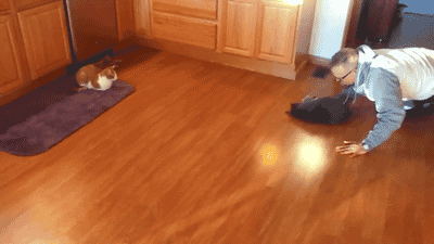 Real-Life-Cat-Curling.gif