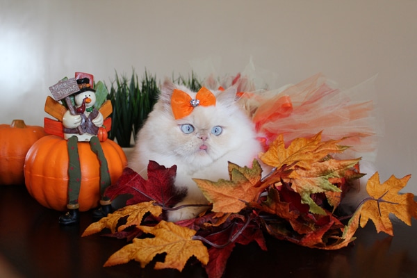 luna-the-fashion-kitty_0.jpg