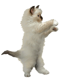 graphics-cats-830219.gif