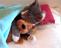 catteddybear.gif