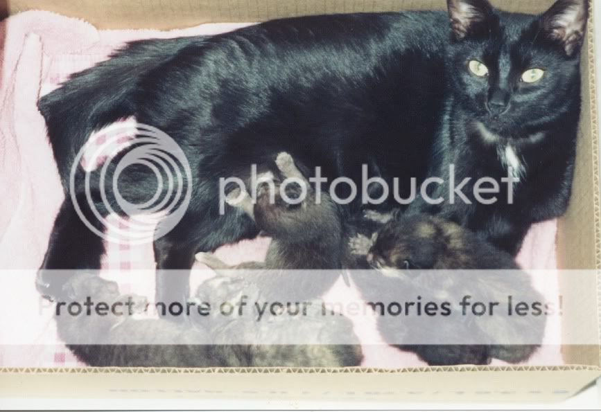 MommycatandLitter.jpg