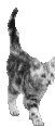 graphics-cats-955866.gif