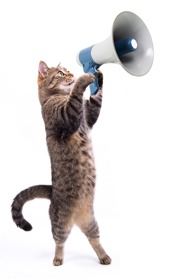 KittenMegaphone.jpg