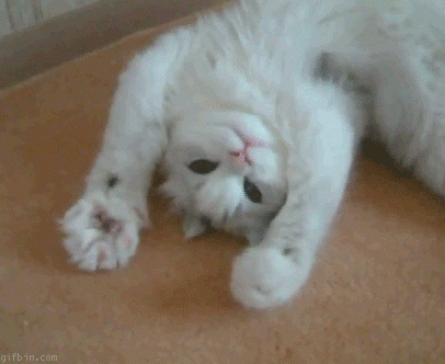 N40Hwdl.gif