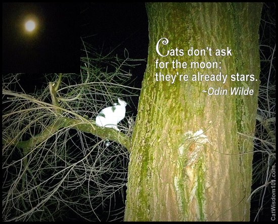 Full-moon-quote-cats-cat-wisdom-101.jpg