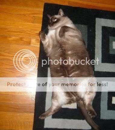 FATBANDIT.jpg