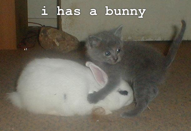 bunny_cat.jpg