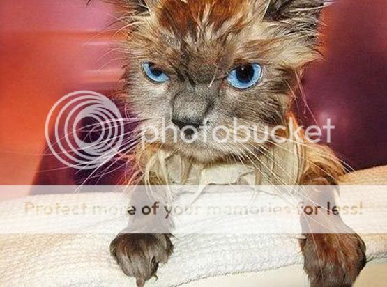 angry_wet_cat.jpg