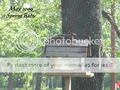 SquirrelBabyOnFeeder509a.jpg