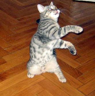 cat+dancing2.jpg