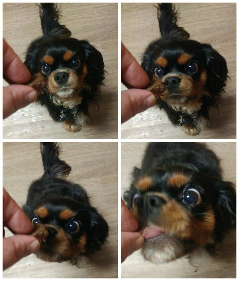 bella-yummy.jpg