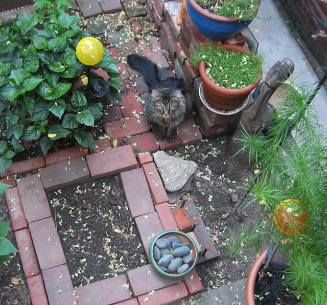 MOMMA%20CAT%202.jpg