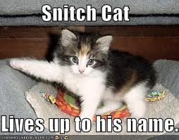 SNITCH+cat.jpg