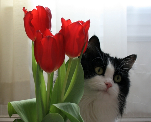cat_tulips.jpg