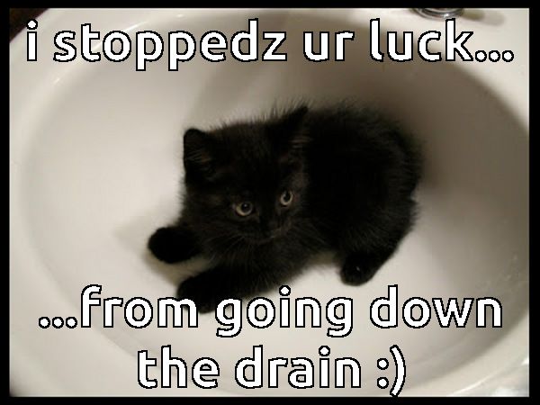 f7004d0dc10b72120e8edb941f1c153b--black-bear-black-cats.jpg