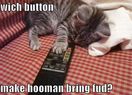 hungry-cat.jpg
