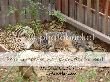 SpikeGopherHuntMay09.jpg
