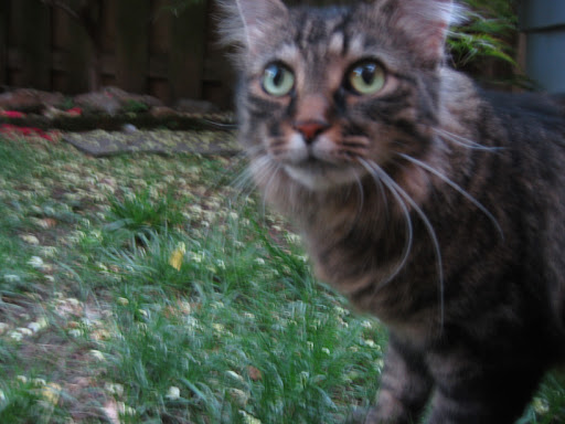 MOMMA%20CAT%201.jpg