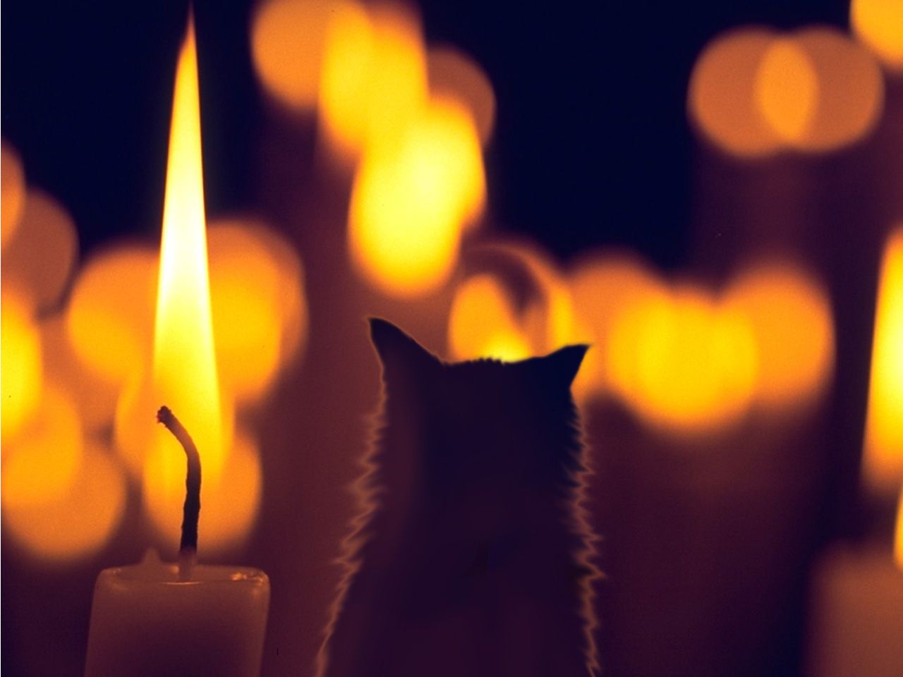 candlecat.jpg