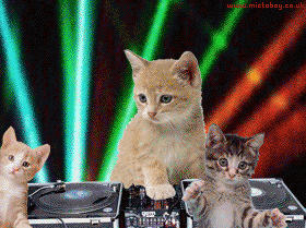 KittensDancingDisco.gif
