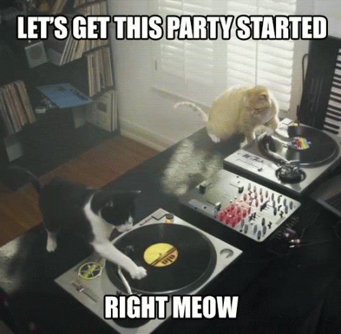 funny-animals-lets-get-this-party-started.gif