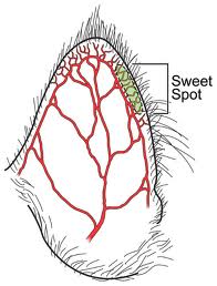 ear_001-jpg.37102