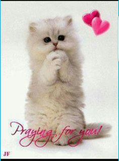 f2b4510c50838ead6acb91d9725e80ab--prayers-kitty.jpg