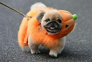 pug+pumpkin.jpg