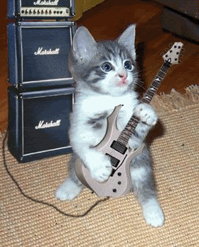 RockingCat.gif