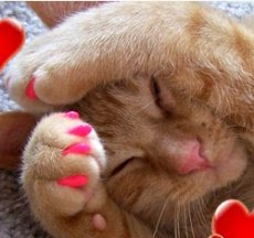 cat+pedicure.jpg