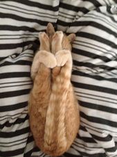0d0b46bfd303c68d47341ad4e2654aef--yoga-cat-my-yoga.jpg