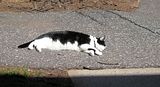 th_SunNapping.jpg