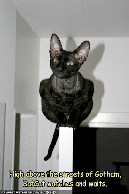 batcat-on-door.jpg