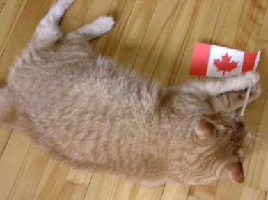 Canada_cat_01.jpg