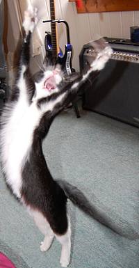 tuxedo-cat-jumping-for-joy-200.jpg
