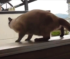 dive3-gif.65156