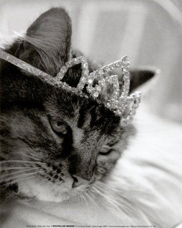 stacey-green-cats-queen.jpg